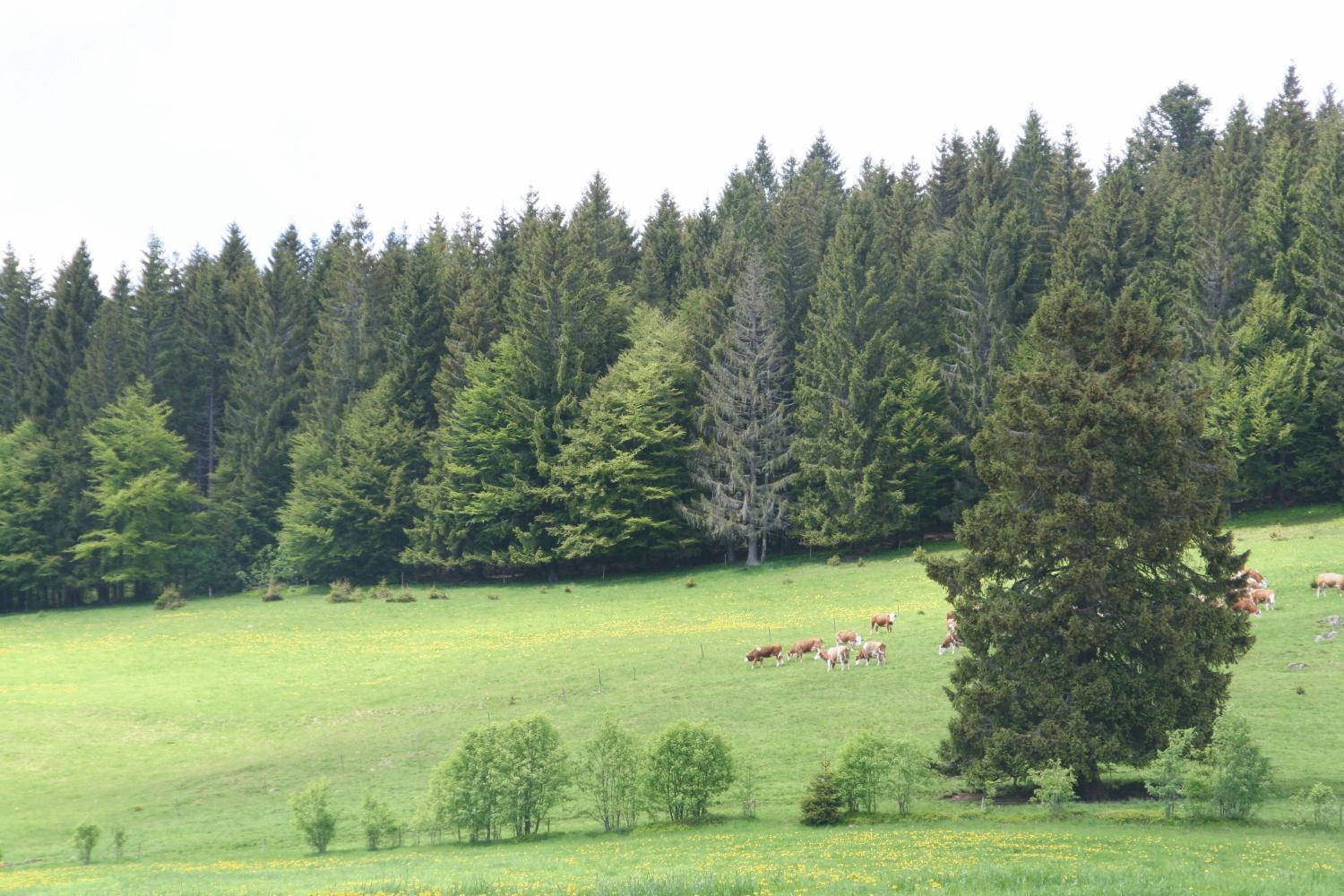 Hotel Gasthaus Hirschen Im Hochschwarzwald Todtnau Nahe Feldberg Eksteriør bilde